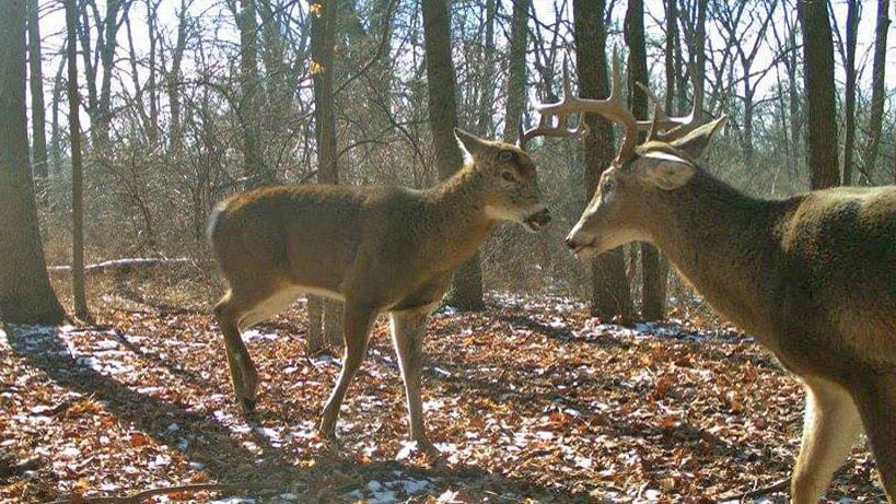 This image exemplifies the role trail cameras play in shed-hunting success. (Photo courtesy of Gary Reissmann)