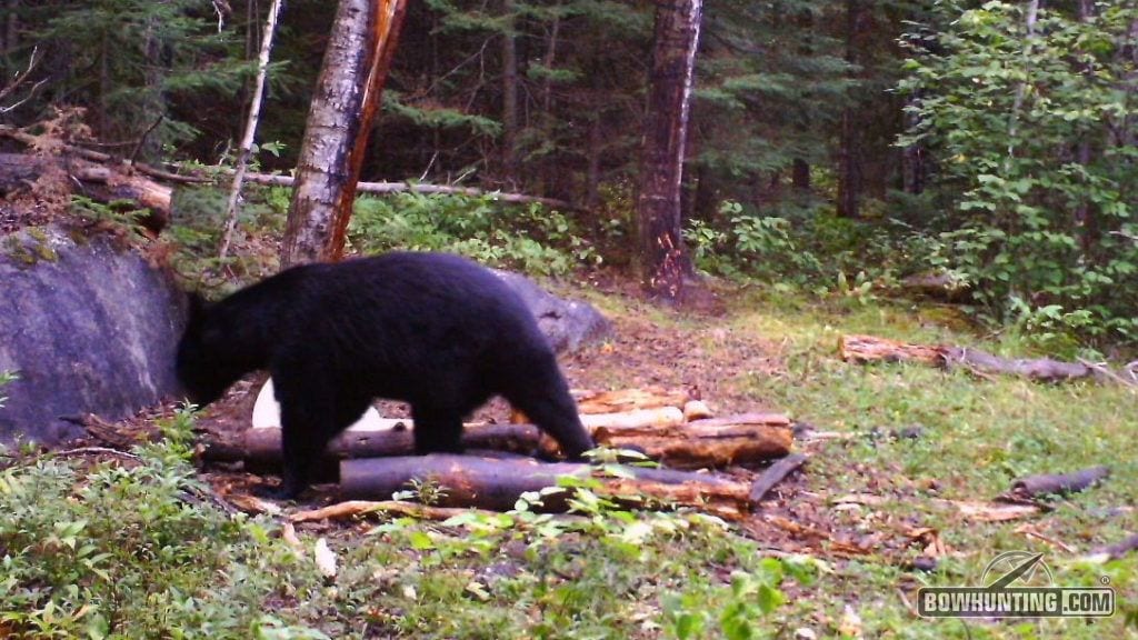 bear at bait station