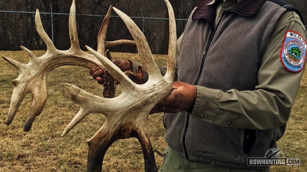 This world class set of non-typical shed antlers came from a deer living in a Cook County, Illinois forest preserve which is off limits to hunting.