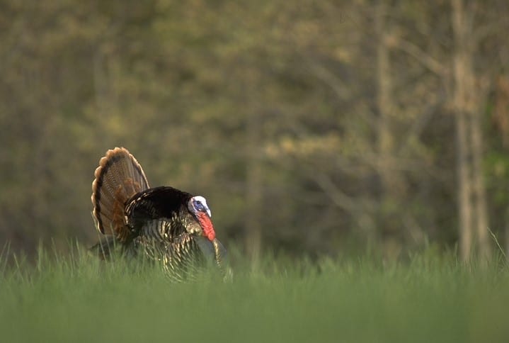 It's hard to beat strutting gobblers in the spring. Do you have the virtues that'll help you get the job done on a tough tom this year? 