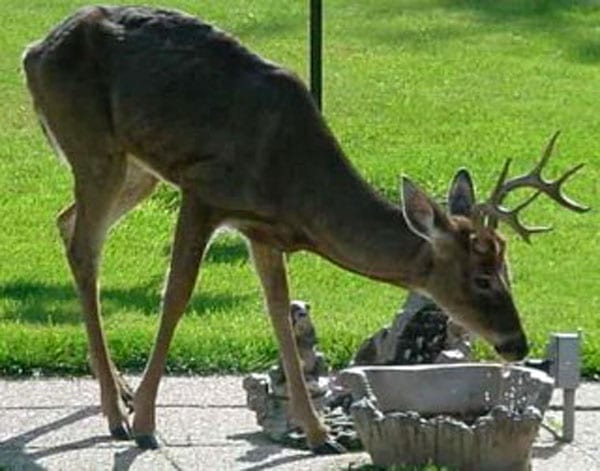 cwd-infected buck feeding on patio