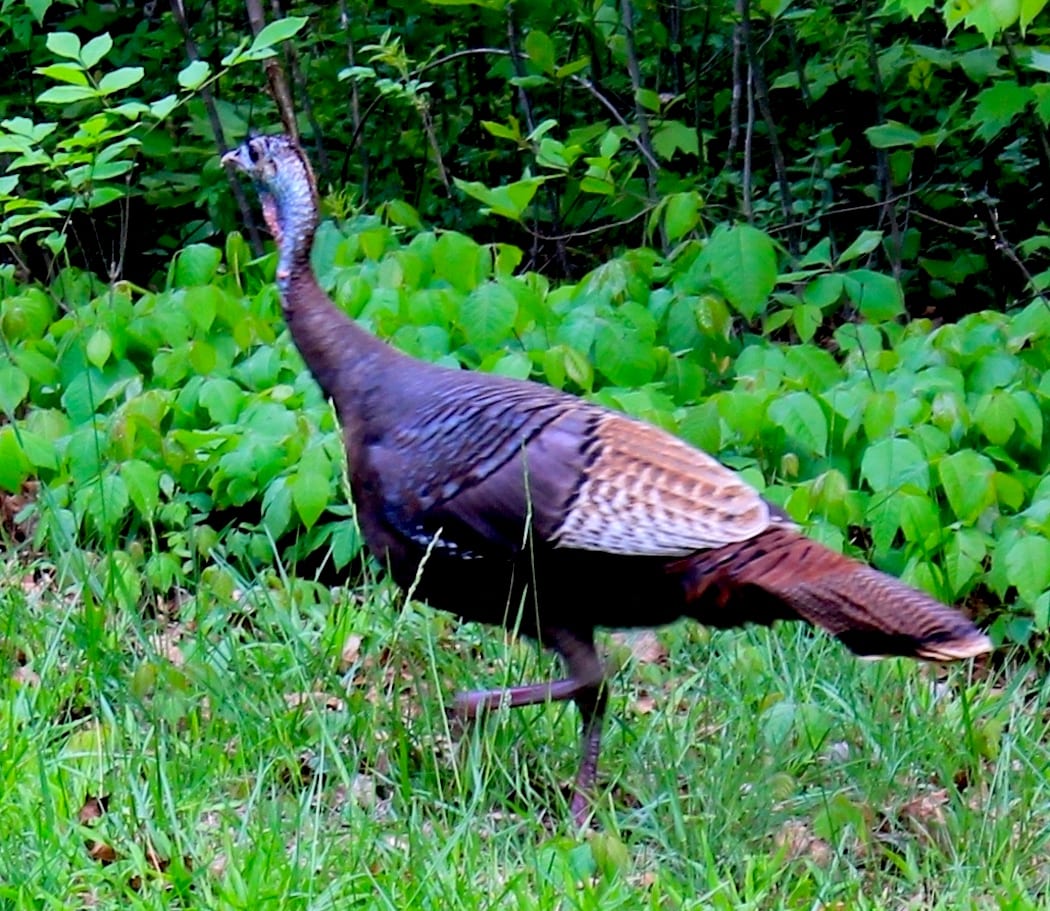 How To Call Turkeys