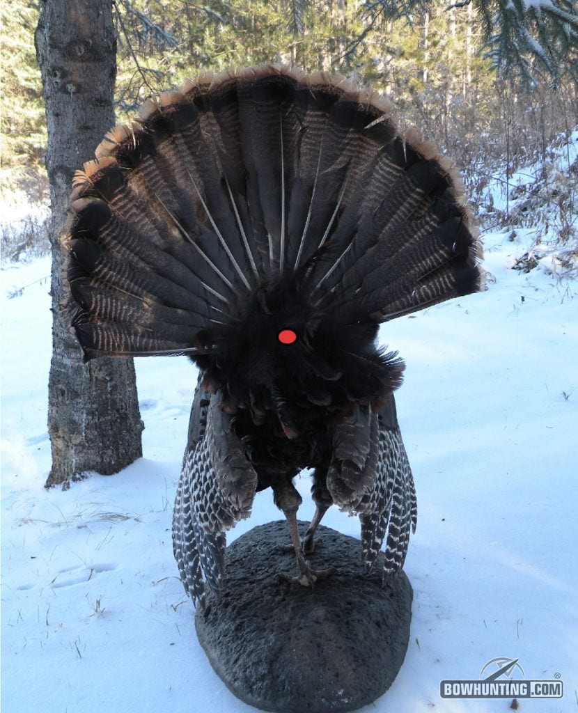 rear shot for bowhunting turkeys