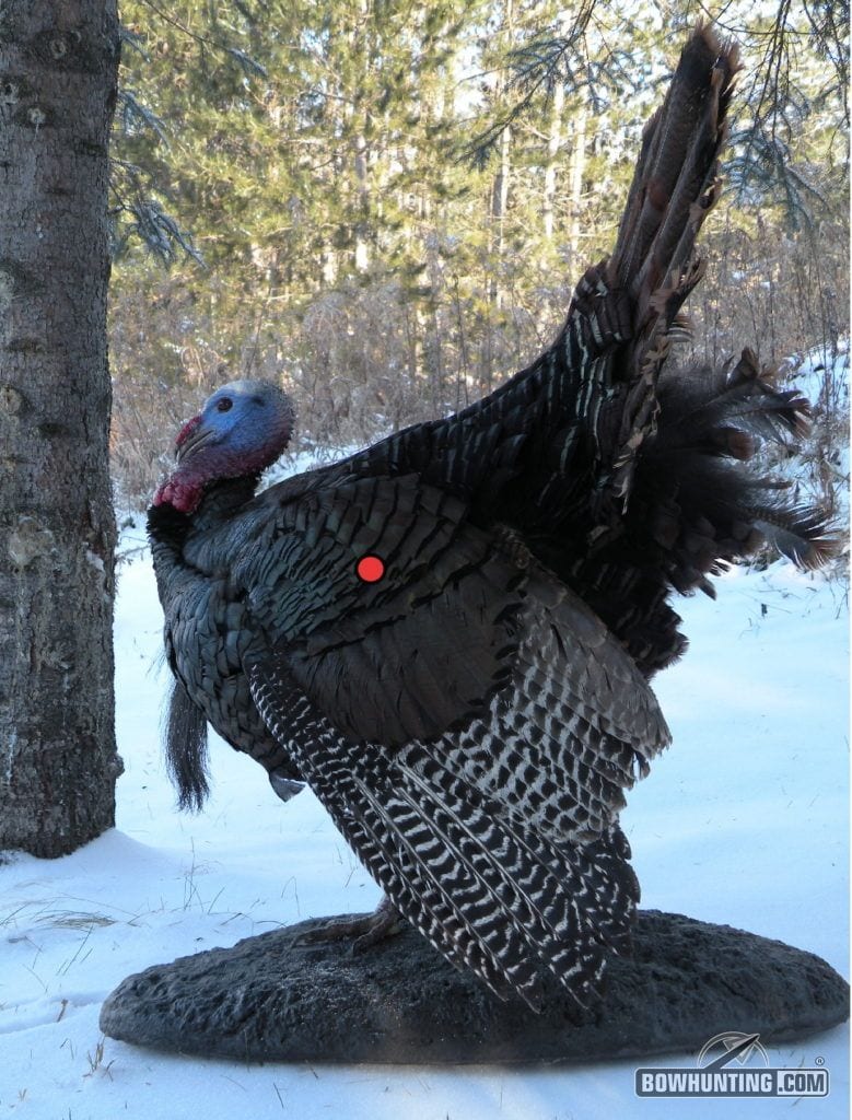 broadside shot for bowhunting turkeys