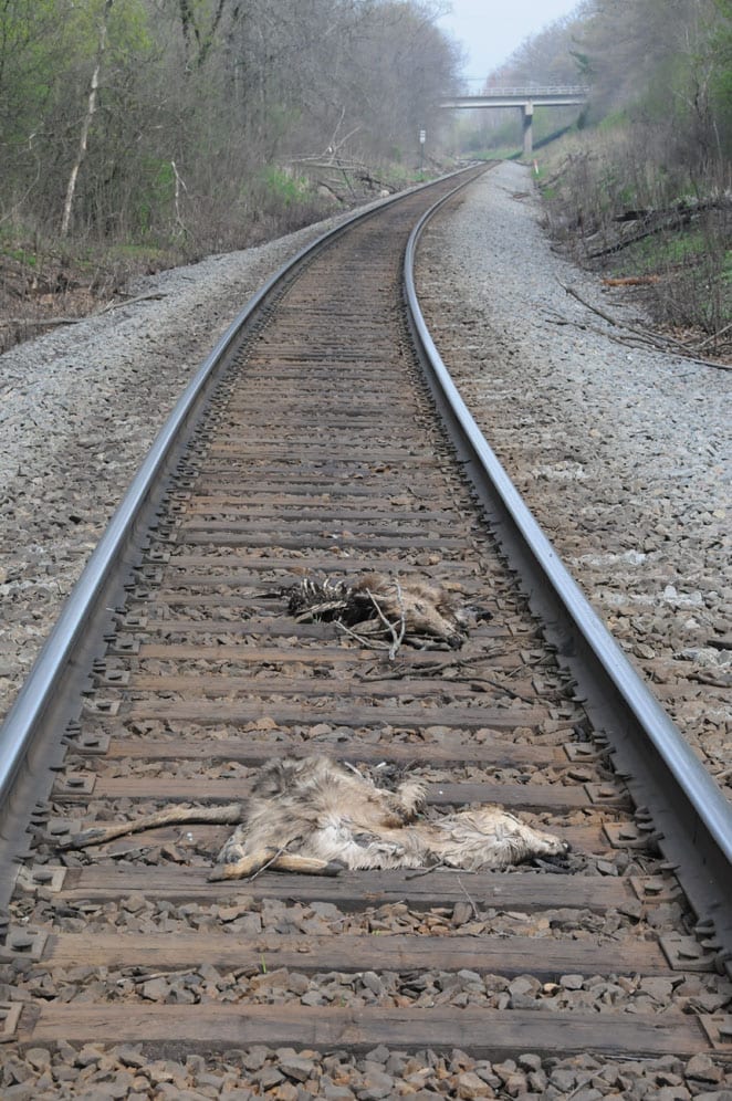 dead deer and railroads