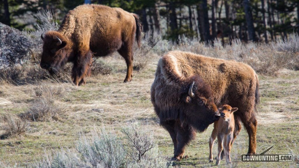 yellowstone bison calf