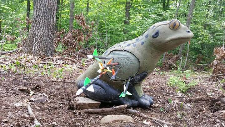 frog