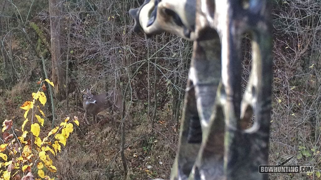 Can deer sense when hunters have no intention of shooting?