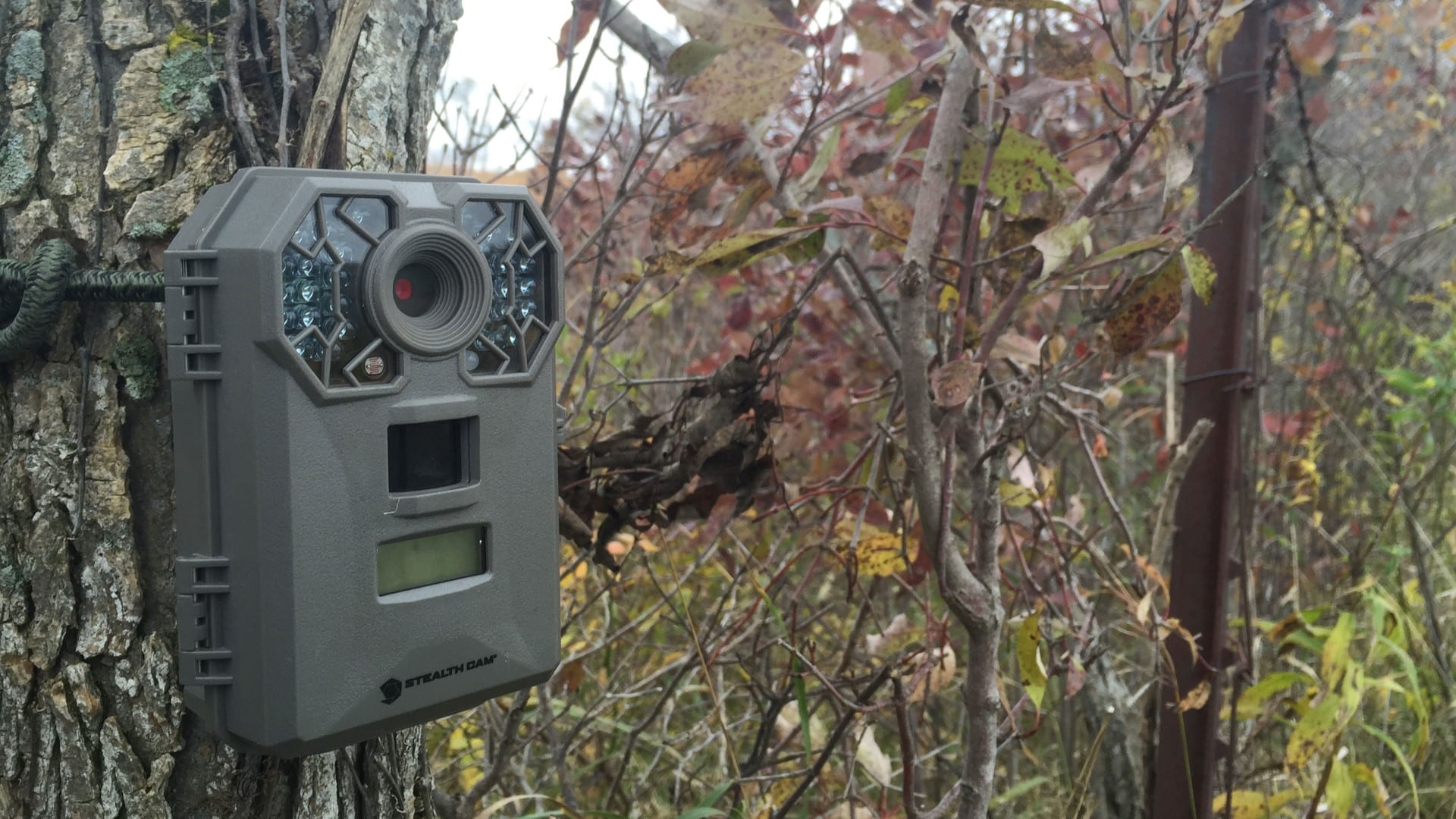 stealth cam on tree