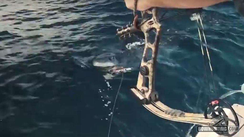 world record shark with a bow