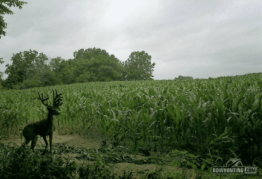 velvet buck in corn