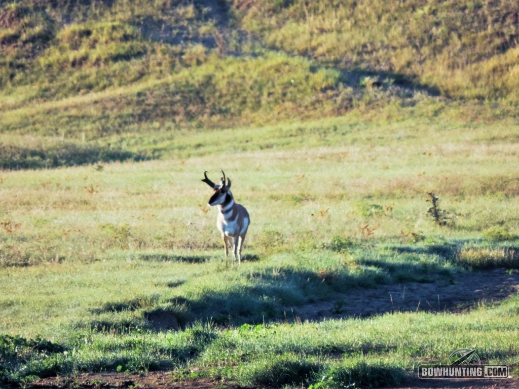 antelope