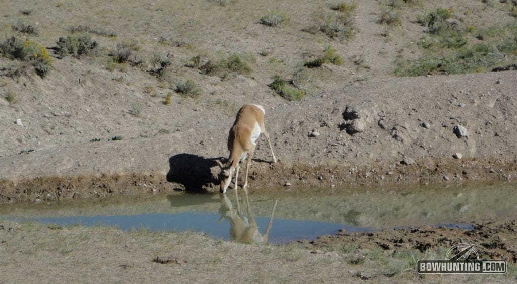 antelope at water hole