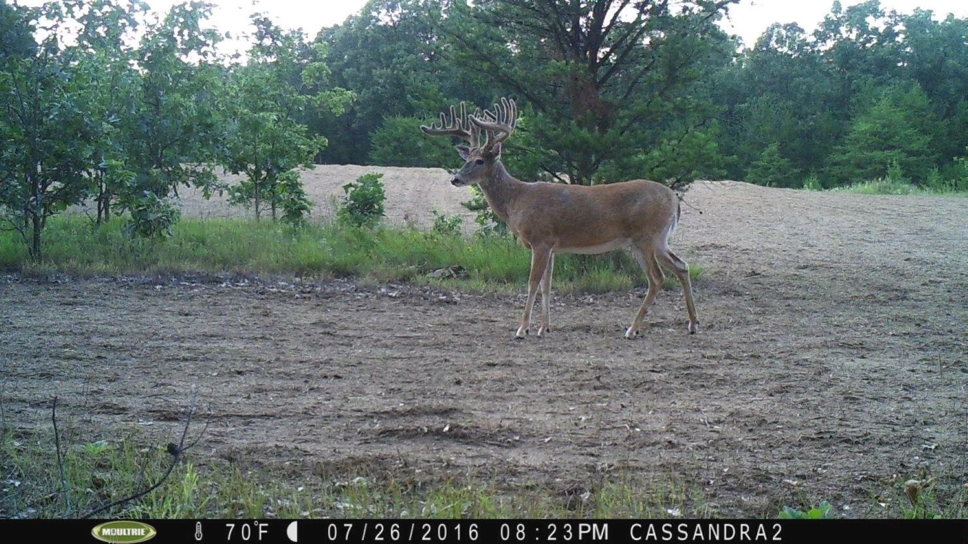200" buck on trail cam