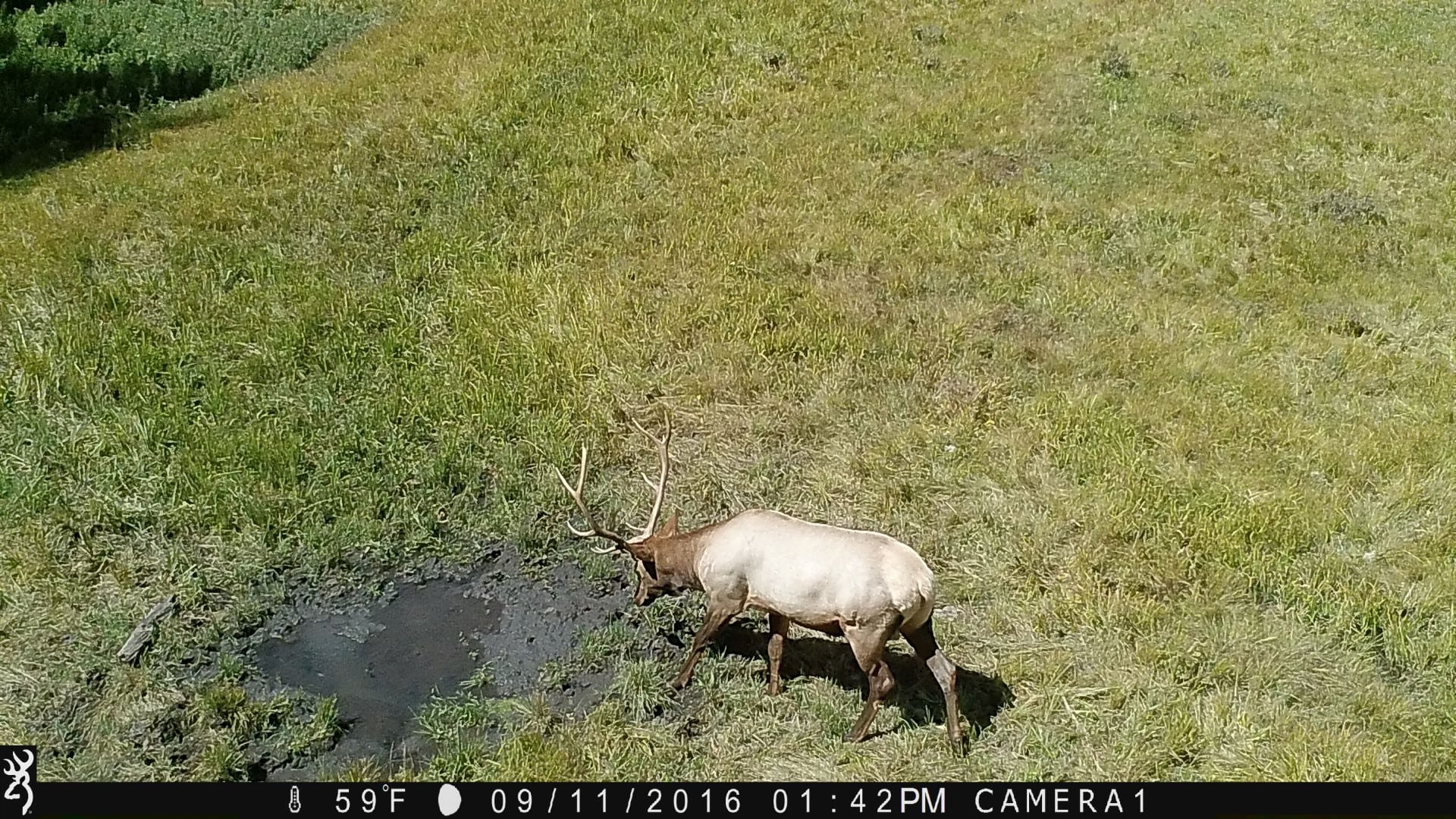 elk wallow