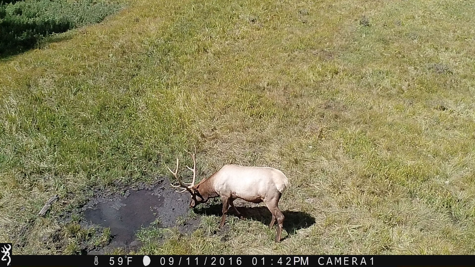 elk wallow
