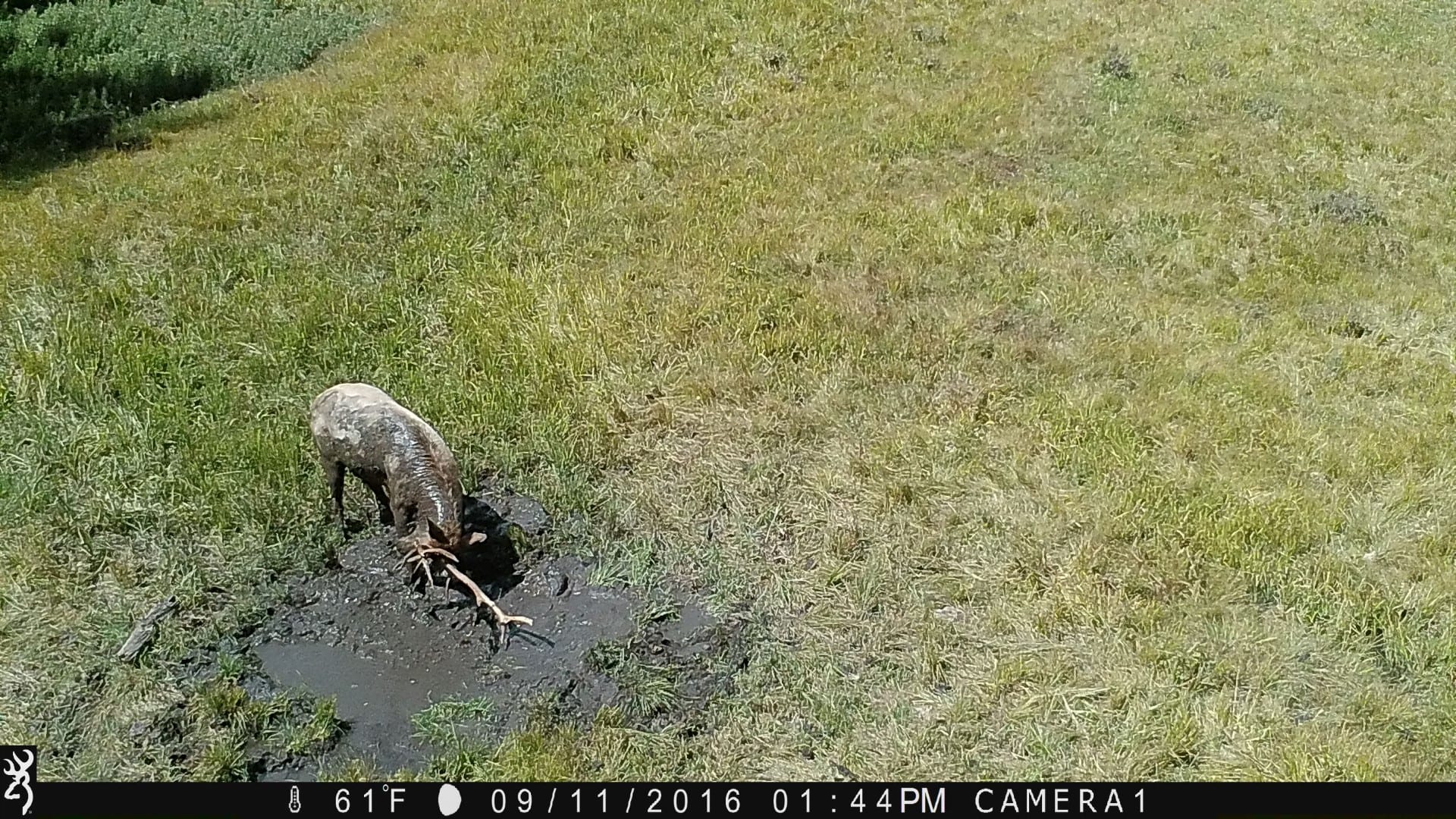 elk wallow