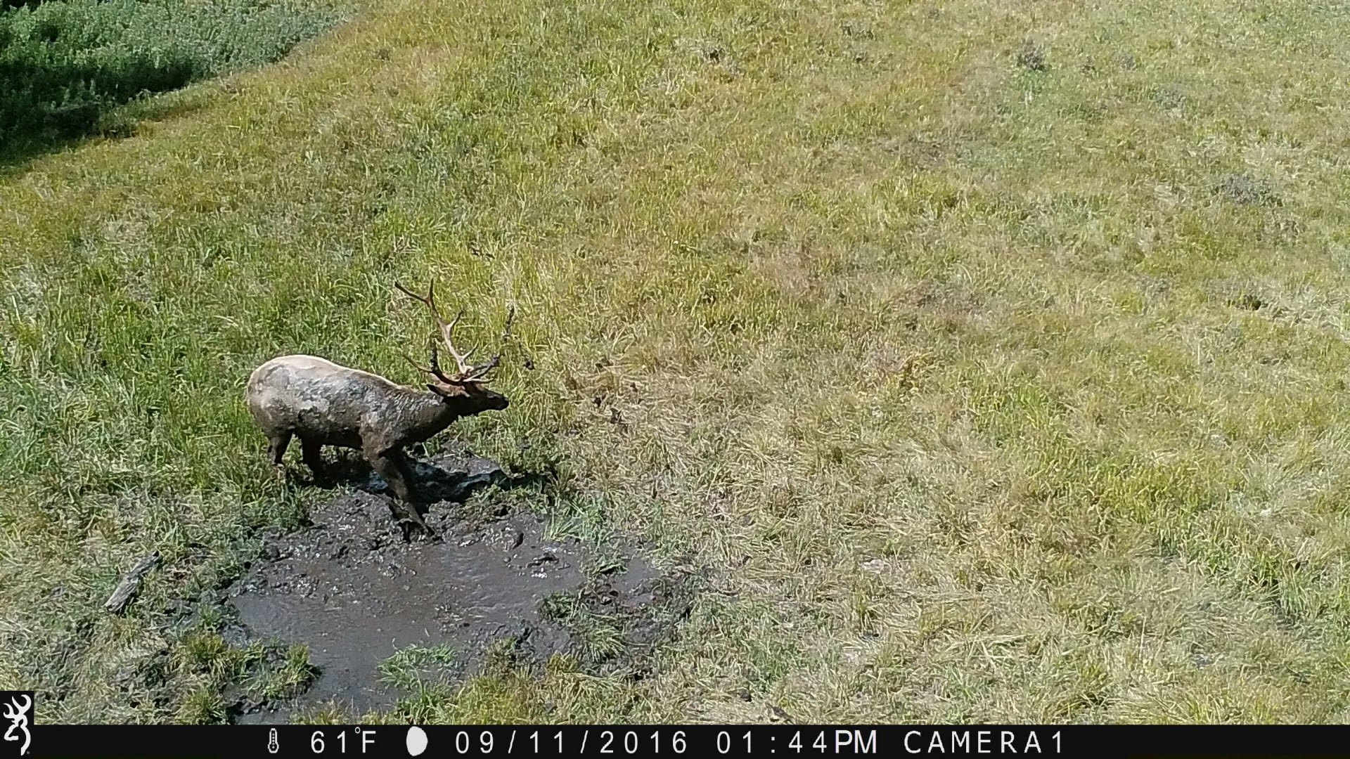elk wallow