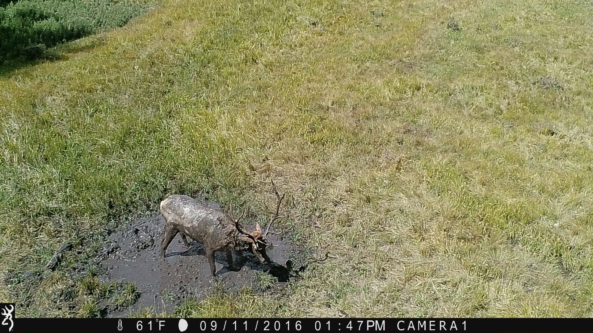 elk wallow