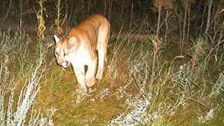 cougars