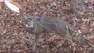 rutting buck vocalizations