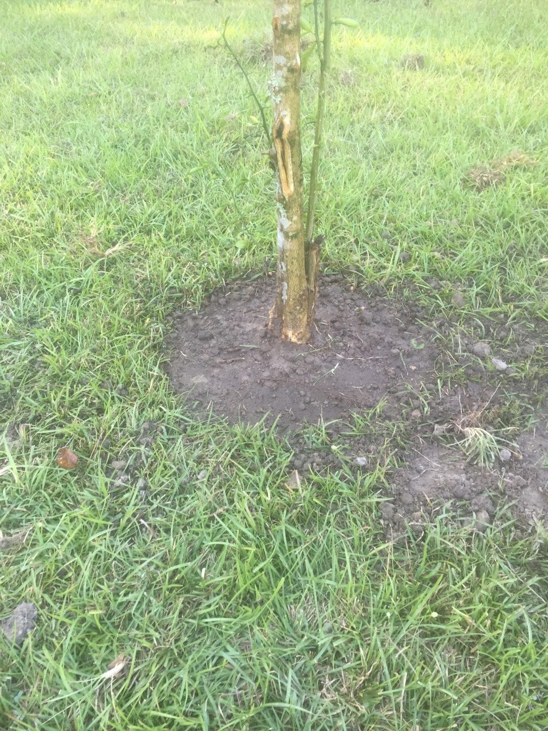tree plot