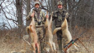tagged coyote