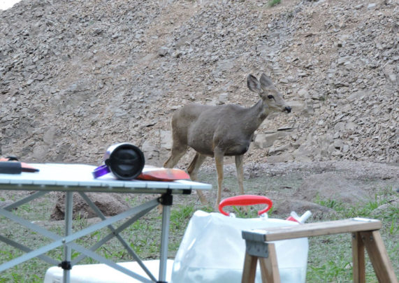 This mule deer doe walked through Patrick Durkin’s elk camp in Idaho during the middle of the day.