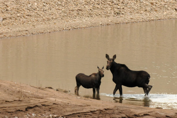 This cow moose and its calf walked down for a late-afternoon dip and drink on a hot afternoon in Idaho.