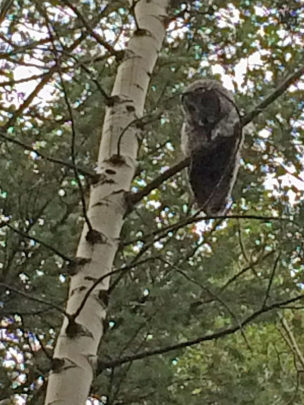 This barred owl kept a close eye on Patrick Durkin as he bowhunted elk in Idaho.