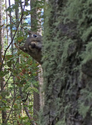 A red squirrel peers around the edge of a lodgepole pine in Idaho.