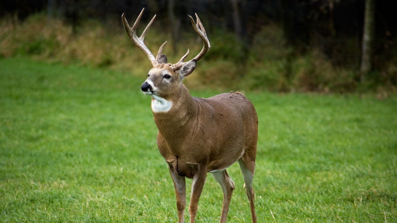 whitetail buck