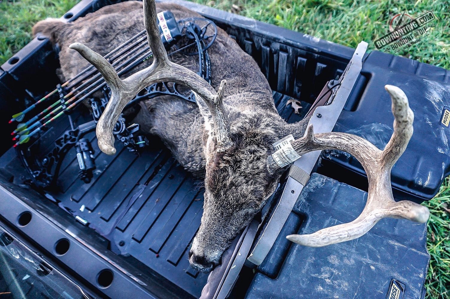 beast deer loaded in ranger