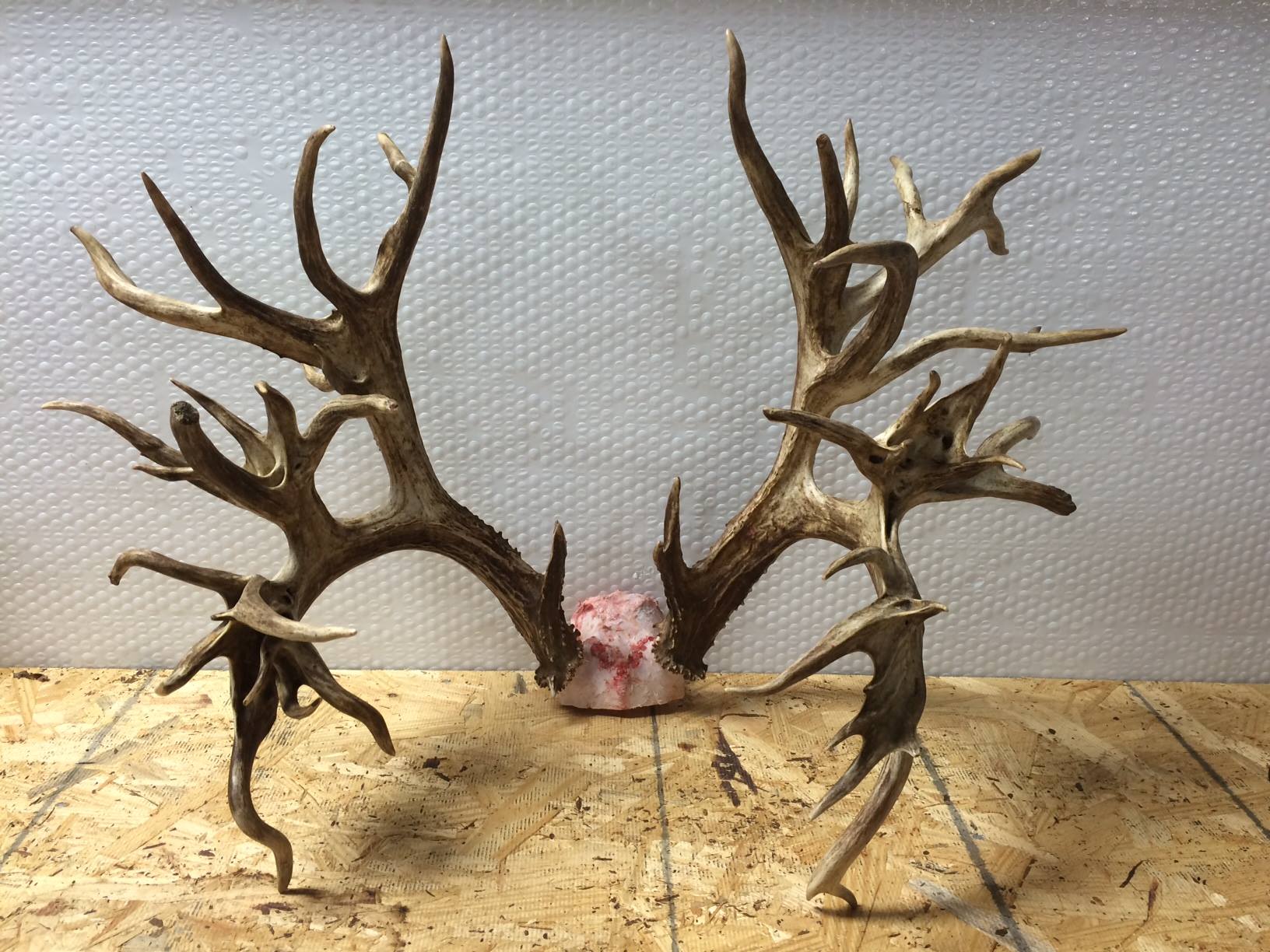 potential world record whitetail