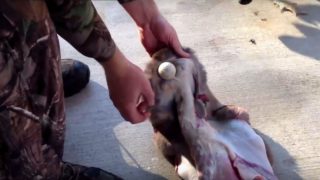 skin a deer