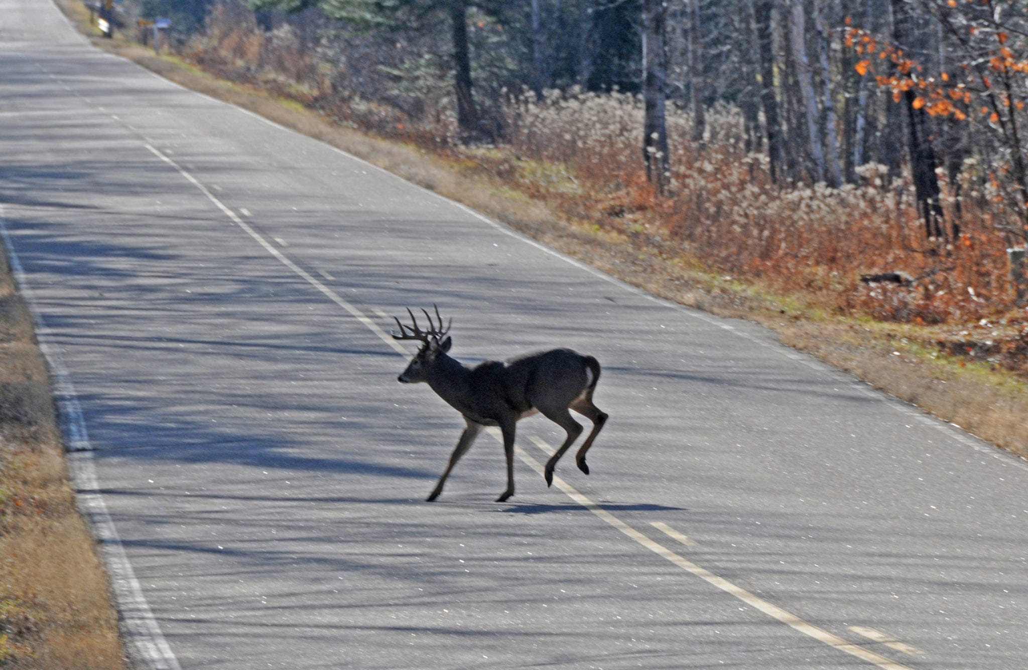 deer-vehicle collisions