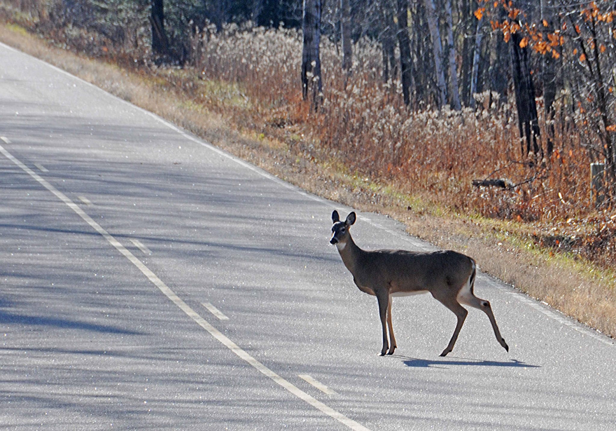 deer-vehicle collision