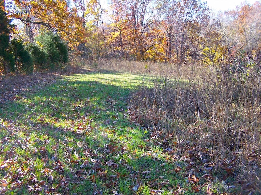 A food plot positioned along an edge between standing timber and CRP.