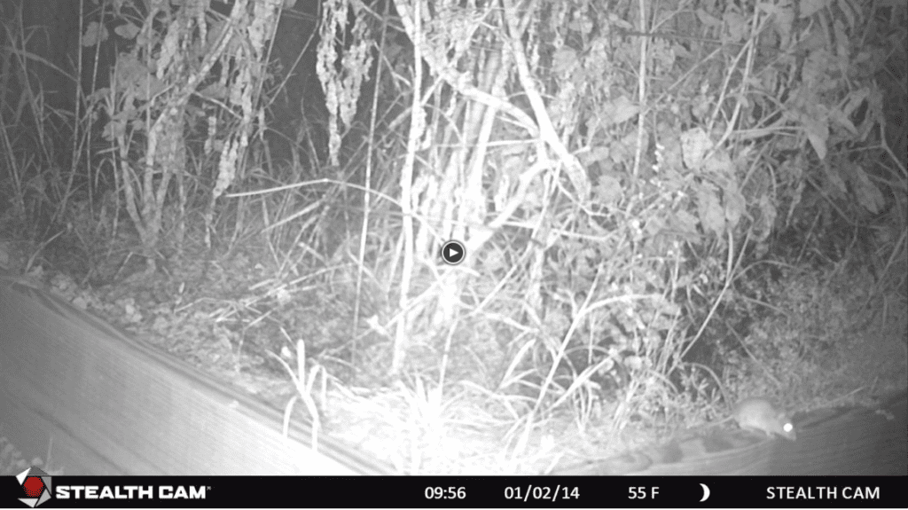 Below is a screen shot of the video took of this mouse that triggered the camera within 1 yard.