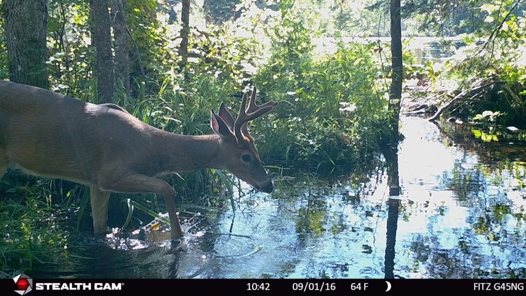 stealth-cam-velvet-buck