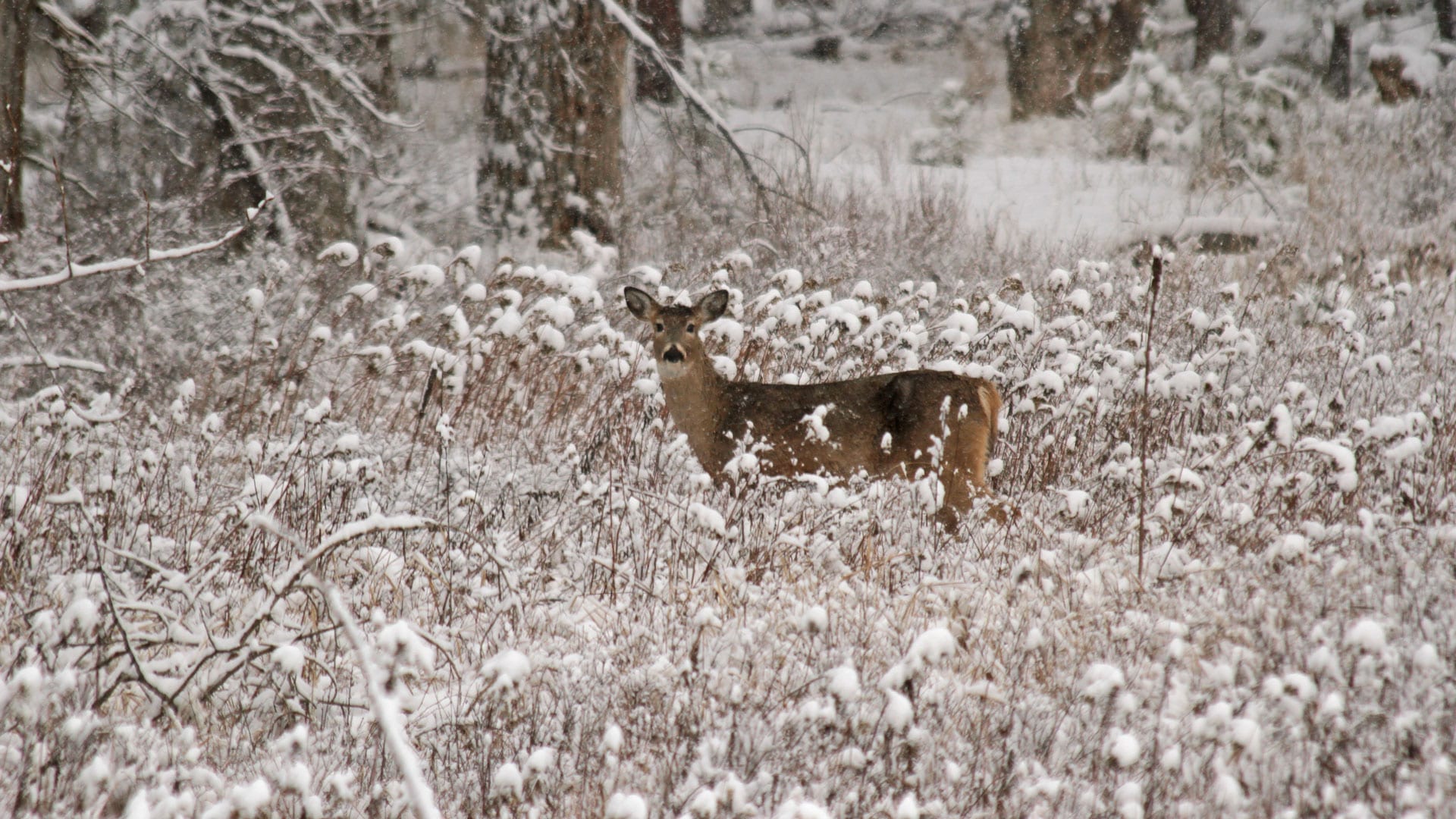 deer-in-snow