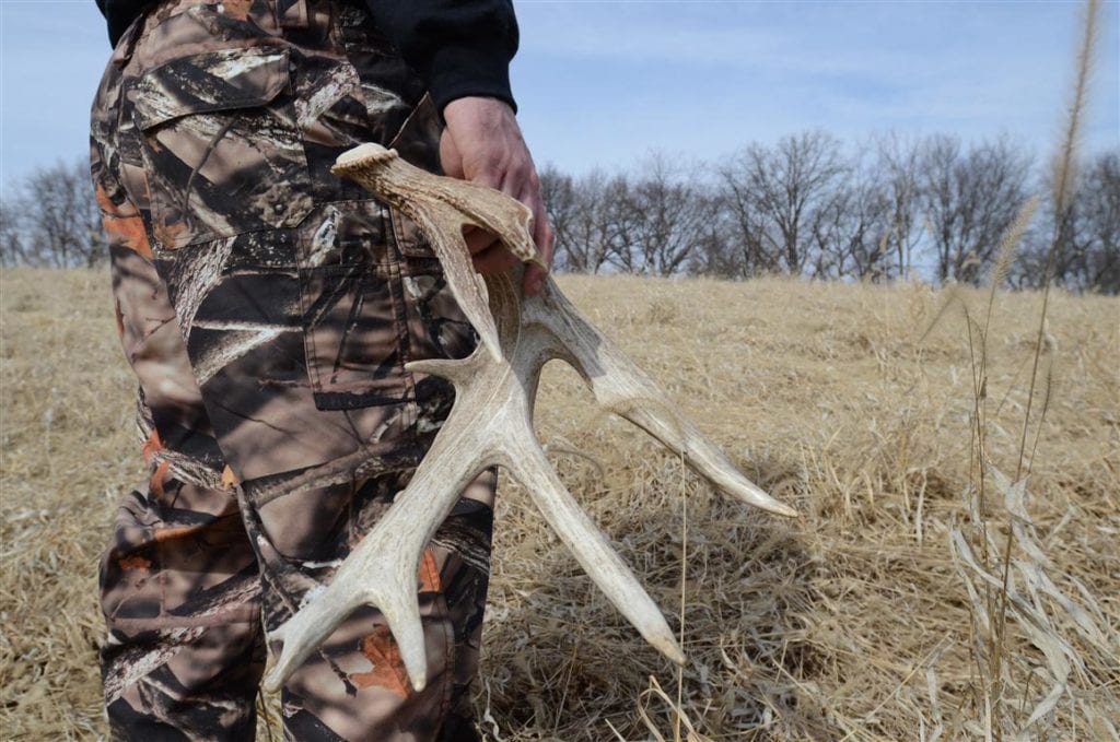 A shed antler hunting ban has been issued in both Colorado and Utah until later this Spring.