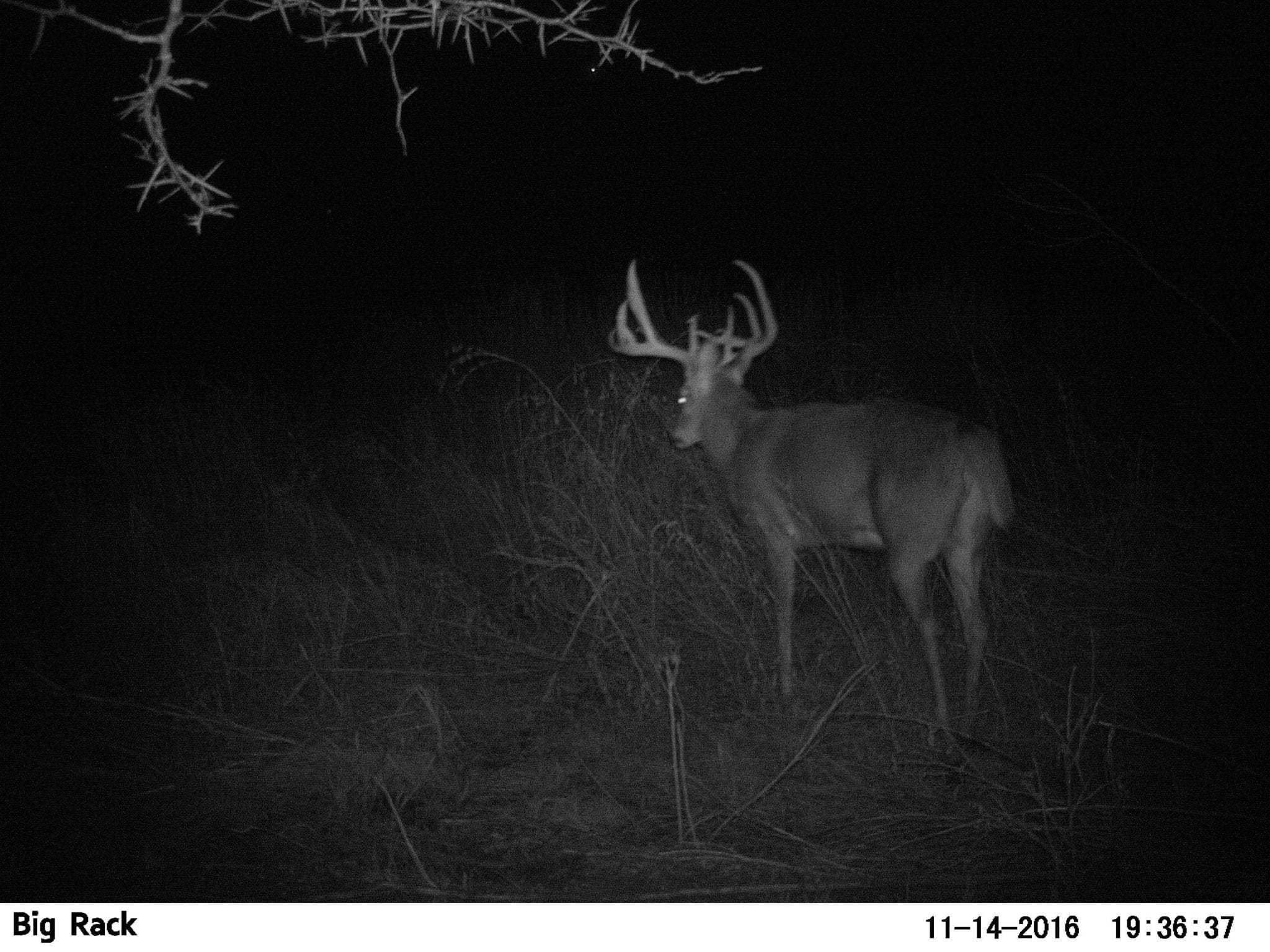 Kansas buck trail camera photo