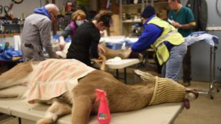 deer sterilization