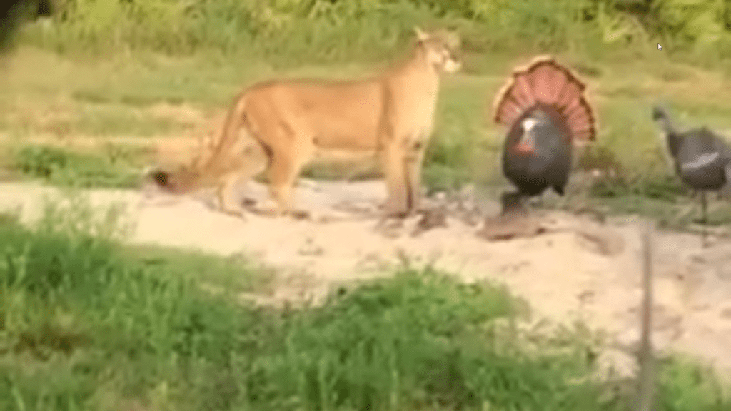 Cougar checking out turkey decoys
