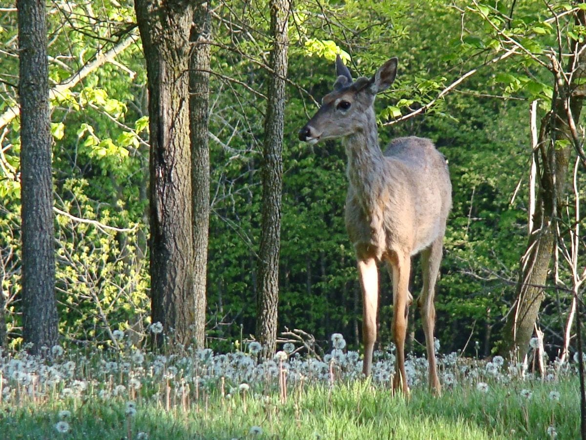 deer in food plot