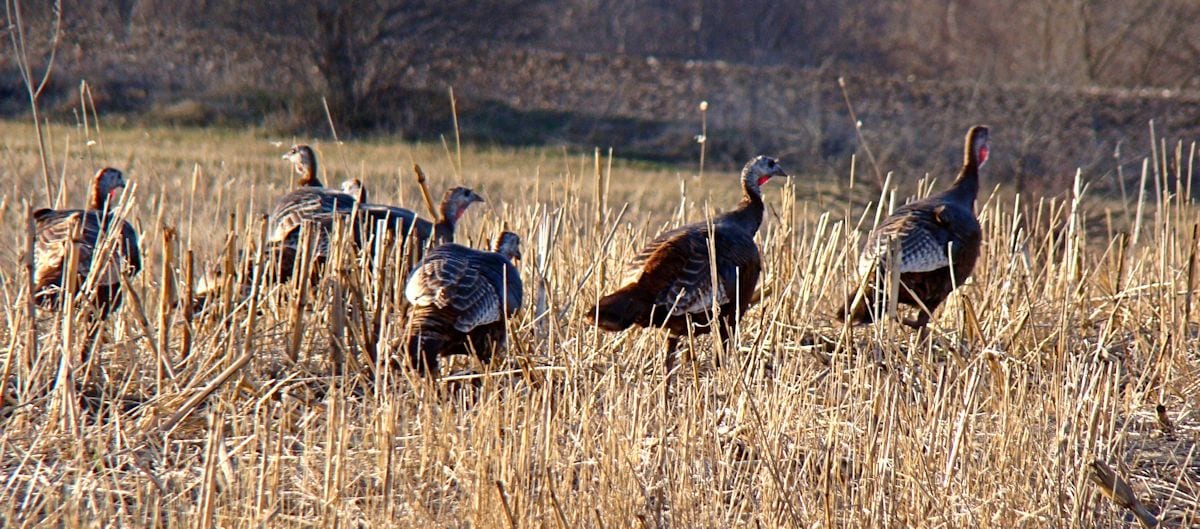 turkey flock 