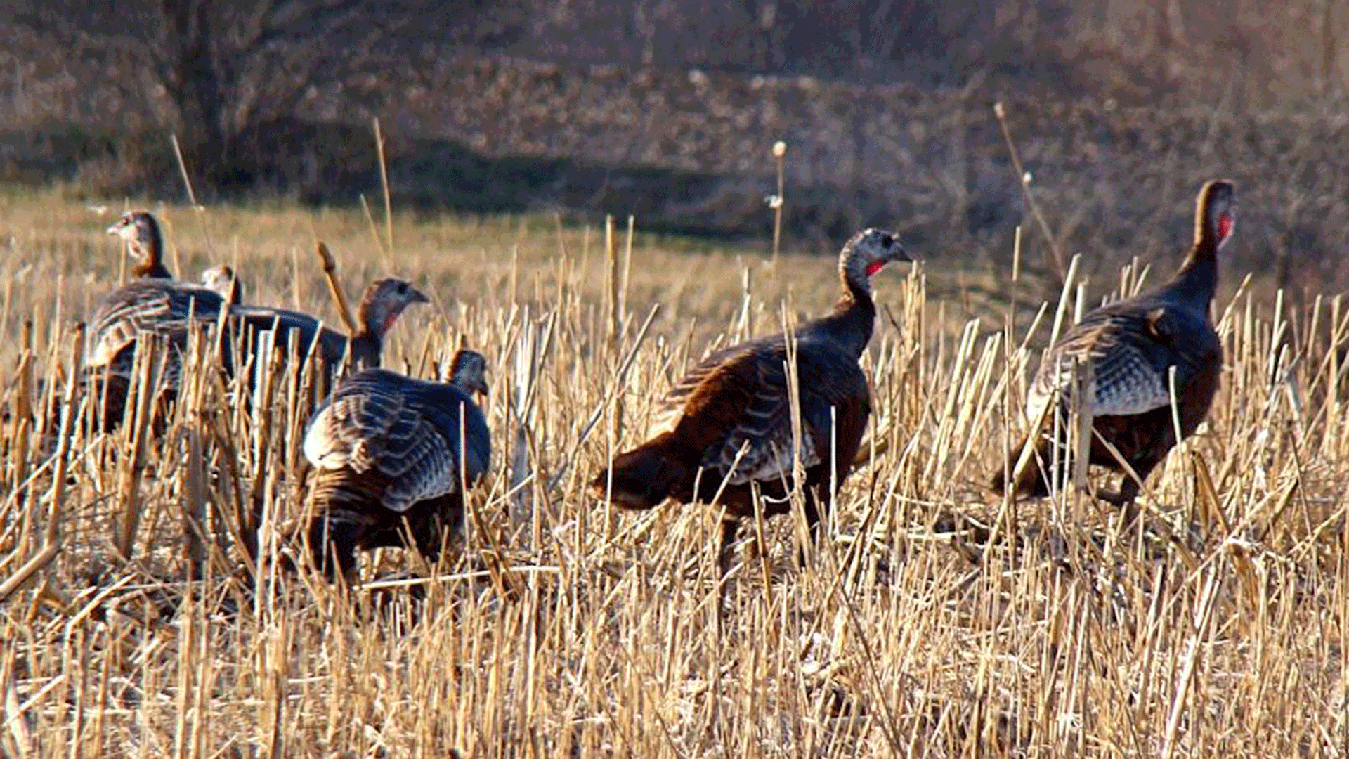 turkey flock in field