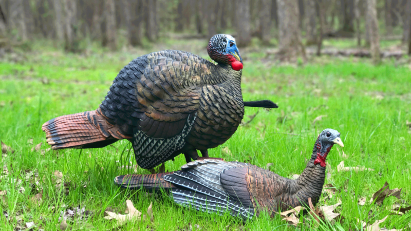 How to Bowhunt Turkeys Without a Blind avian x breeding decoys