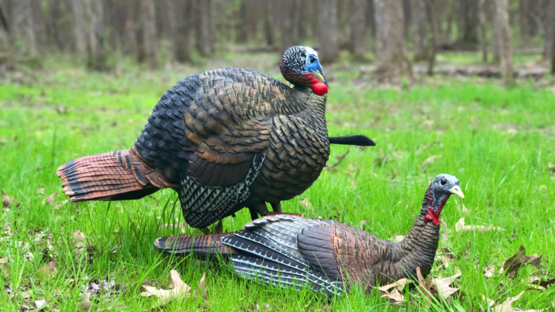 avian x breeding decoys